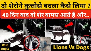 दो बब्बर शेरों ने कुत्तों से कैसे बदला लियाLions Vs Dogs in Gir forest Gujaratgir national park [upl. by Leesen792]