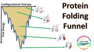 Protein Folding Funnel [upl. by Stulin432]