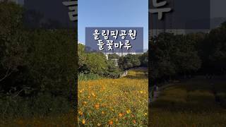 이맘때 제일 예쁜 올림픽공원들꽃마루 가을데이트 서울데이트 추천🌸🌼🌸🌼 [upl. by Pierette850]