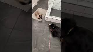 Bernese Mountain Dog and Cat Square Off [upl. by Eyla]