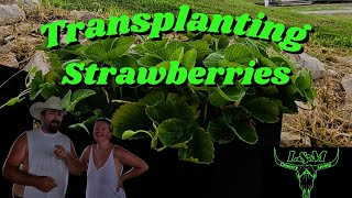 Transplanting Strawberries [upl. by Akkeber442]