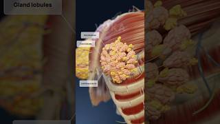 Female breast anatomy 3D visualizatio breast fat сoopers ligaments and mammary glands [upl. by Warp]