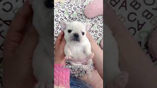 Little lazy pig French bulldog French bulldog baby French bulldog silly cute pet cute pet debut [upl. by Loftus]