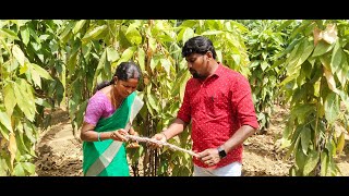 Lac insect cultivation Dr S Muthukumar KFRI on Puthuyugam TV [upl. by Carling]