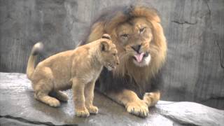 Lion cubs meet dad [upl. by Kirsten63]