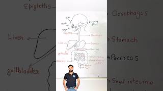 Human Digestive System biologydiagrams sciencediagram sciencemadesimple scienceandfun [upl. by Nohsav]