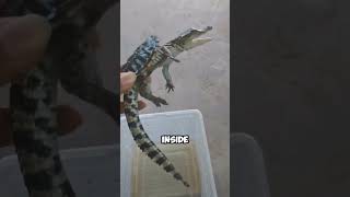 The vindictive little crocodile shortvideo healing pets crocodile funny shorts [upl. by Winter871]