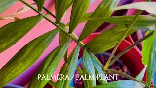 Easy Indoor Plant Care 101 plantita plants greens gardening greenthumb indoorplants [upl. by Meela633]