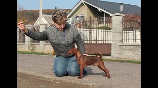 Miniature pinscher training [upl. by Pembrook551]