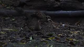 Greenlegged Partridge Tropicoperdix chloropus Kaeng Kachan Thailand 20 Sept 2024 22 [upl. by Annahc884]