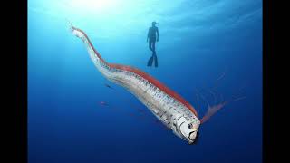 Oarfish Sounds [upl. by Ecnatsnok]