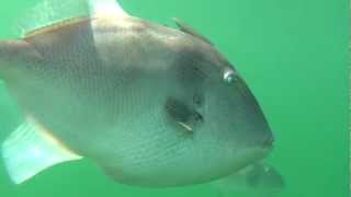 Triggerfish in Nova Scotia [upl. by Patin]