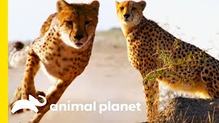 How Do Cheetahs Run So Fast  How Do Animals Do That [upl. by Yrot]