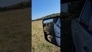 Moving heifers to next paddock rotationalgrazing cattle cows heifers paddocks movingday [upl. by Sivart]