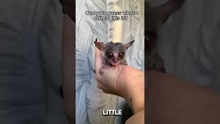 Rescuing a Newborn Galago Without a Mother rescueanimals animals animalrescue Galago [upl. by Gabbie409]