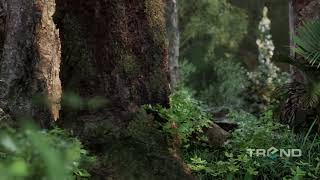 Photorealistic Forest  Unreal Engine 5 Environment [upl. by Aineles]