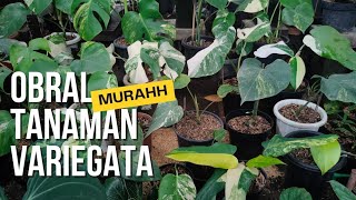 REKOMENDASI TANAMAN HIAS VARIEGATA MURAHH‼️Tanaman hias varigata artulangnursery8807 tanamanhias [upl. by Yusuk]