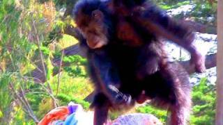 CHIMP GOES CRAZY  iJustine [upl. by Ddat513]