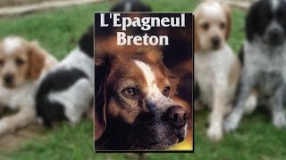 L’épagneul breton [upl. by Marentic]