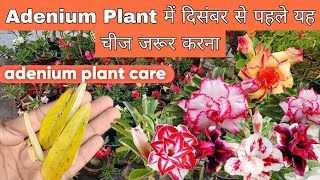 Adenium Plant में दिसंबर से पहले यह चीज जरूर करना  Adenium Plants Care n Fertilizer [upl. by Kirtley]