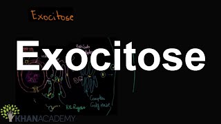 Exocitose  Membranas e transporte  Biologia  Khan Academy [upl. by Yrol]