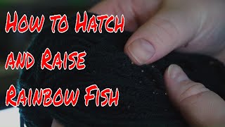 How to Hatch and Raise Rainbow Fish [upl. by Jeri]