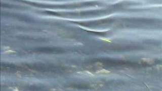 ZIPBAITS  ZBL SLIDE SWIN MINNOW 120  VIDEO 1 [upl. by Nnawtna756]