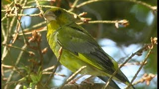 Verdier dEurope European Greenfinch Grünling  Carduelis chloris [upl. by Psyche559]