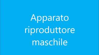 Apparato riproduttore maschile [upl. by Strenta720]