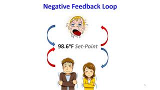 Feedback Loops [upl. by Ben]