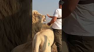 Man Feeds EGGS to Lion wildlife fun cat [upl. by Cynthie]