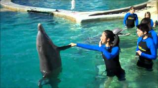 Swimming with Dolphin Tour in Miami [upl. by Ludwigg]