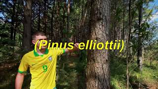 PINUS ELLIOTTII A ESPÉCIE MAIS INVASORA DO BRASIL [upl. by Leonsis]