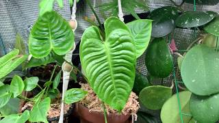 Repot and propagate my Anthurium Veitchii with me [upl. by Ikoek397]