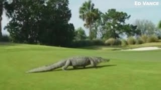 Enormous alligator seen dipping into a water feature at The Club golf course [upl. by Animsaj]