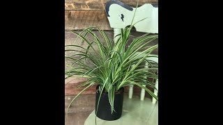 Guide dentretien pour Plante araignée  Chlorophytum [upl. by Htezzil298]