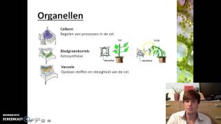 Organen en cellen  Plantaardige cellen [upl. by Joleen564]