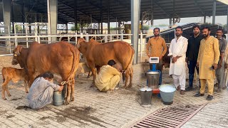 Full Milking of Super Sahiwal Cows at Sheikh Ismail Dairy Farm [upl. by Aisayt]