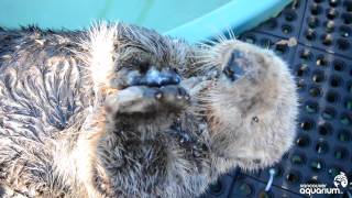 Rescued Sea Otter Munches His Clams [upl. by Myrna]