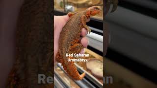 Red Saharan Uromastyx [upl. by Ultima]