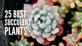 These are The 25 Best Succulent Plants [upl. by Seravart]