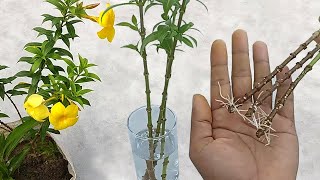 It is so simple  You can grow allamanda cuttings easily in water  Grow cuttings from plants [upl. by Liatnahs]