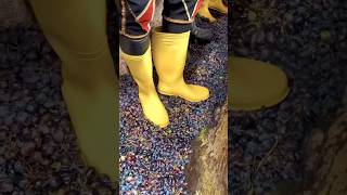 8000 Year Old Grapes Wine Making Process🍷😨 shorts facts ytshorts [upl. by Jacynth394]