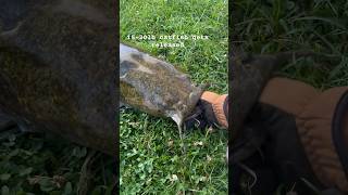 More catfish days at the pond and my brother fishingvideo [upl. by Oirom821]