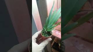 Maxillaria valenzuelana [upl. by Karalee]