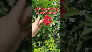 Jatropha plant care and growth  how to get flowering on Jatropha merabagh organic flowers [upl. by Iteerp87]