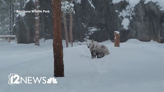 Bears otters at Bearizona Wildlife Park enjoy winter storm snowfall [upl. by Olotrab470]