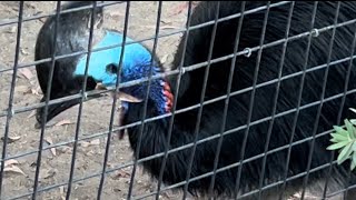 Doublewattled Cassowary🍒ヒクイドリ and Binturong Los Angeles Zoo [upl. by Airet]