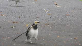 black collared starling  นกกิ้งโครงคอดำ หรือ นกเอี้ยงโครง  Черношейный скворец [upl. by Aeriel]