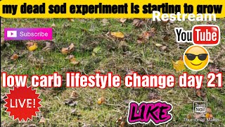 My dead sod experiment is coming to life [upl. by Annoyed]